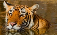 Index india tiger conservation proach 0704 large