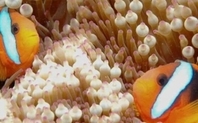 Index great barrier reef slideshow 1904 large