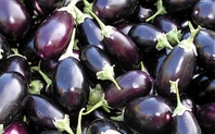 Index aubergine2a