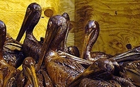 Index oiled pelicans bp gulf large
