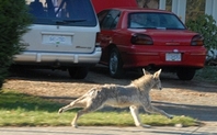 Index urban coyote