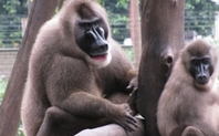 Index drill monkey frozen zoo