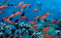 Index 960coral fish large