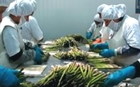 Index processing asparagus peru large