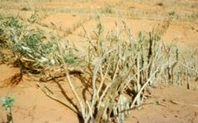Index euphorbia cuttings will branch large