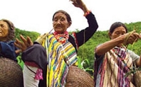 Index dulong women large