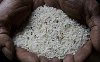 Index rice2 large