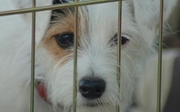 Index 426 puppy flickr