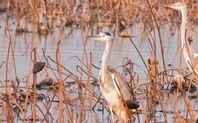 Index 426 herons