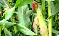 Index corn big