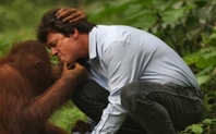 Index 426 orangutan