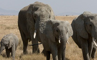 Index elephant1