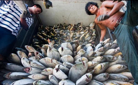 Overfishing pushes 80% of Chinese fishermen towards bankruptcy | China ...