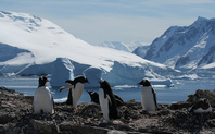 Index antarctica