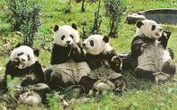 Index panda