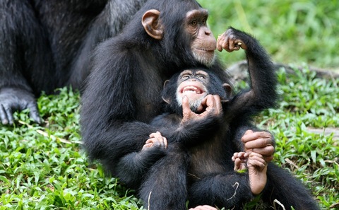 Chinese mining fuels trade in Guinea’s apes