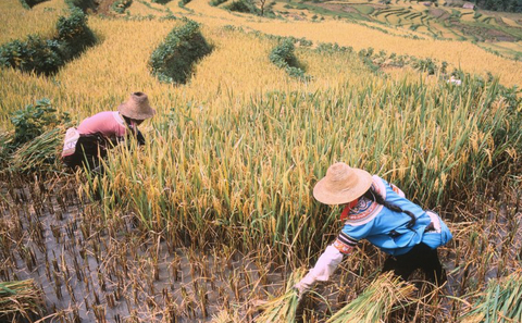 中国粮食生产与人口_抓好农业特别是粮食生产.近14亿中国人的饭碗,必须牢牢端