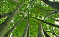 Index tangled bamboo homepage