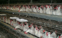 Index 800px industrial chicken coop meitu 2