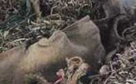 Index medicine waste