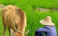 Index homepage gm crops