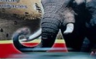 Index elephant poster