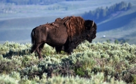 Index yellowstonebison