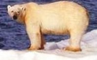 Index polar bear