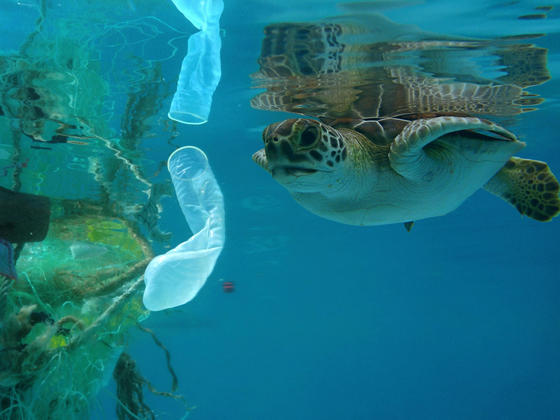 The true horror of the damage inflicted by plastic waste in the oceans ...