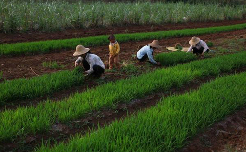 Image result for chinese farmers and land ownership