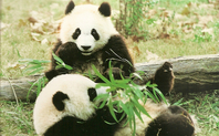 Index panda meitu 1