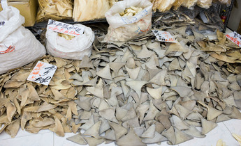 Index b20ydc with fins off menus china