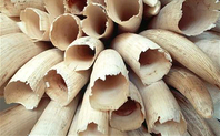 Index ivory
