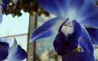 Index orchid