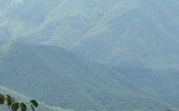 Index china forests
