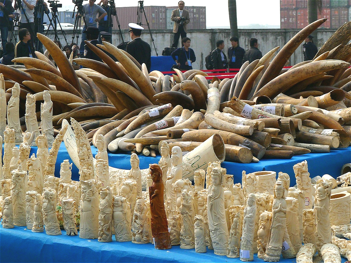 China S Legal Ivory Trade Is Dying As Prices Fall China Dialogue   11805693745 7299024087 H Meitu 4 