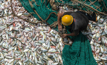 Chinese Aquaculture Is Driving Fisheries To The Brink | China Dialogue