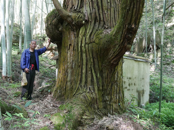 Chinas Fengshui Forests China Dialogue - 