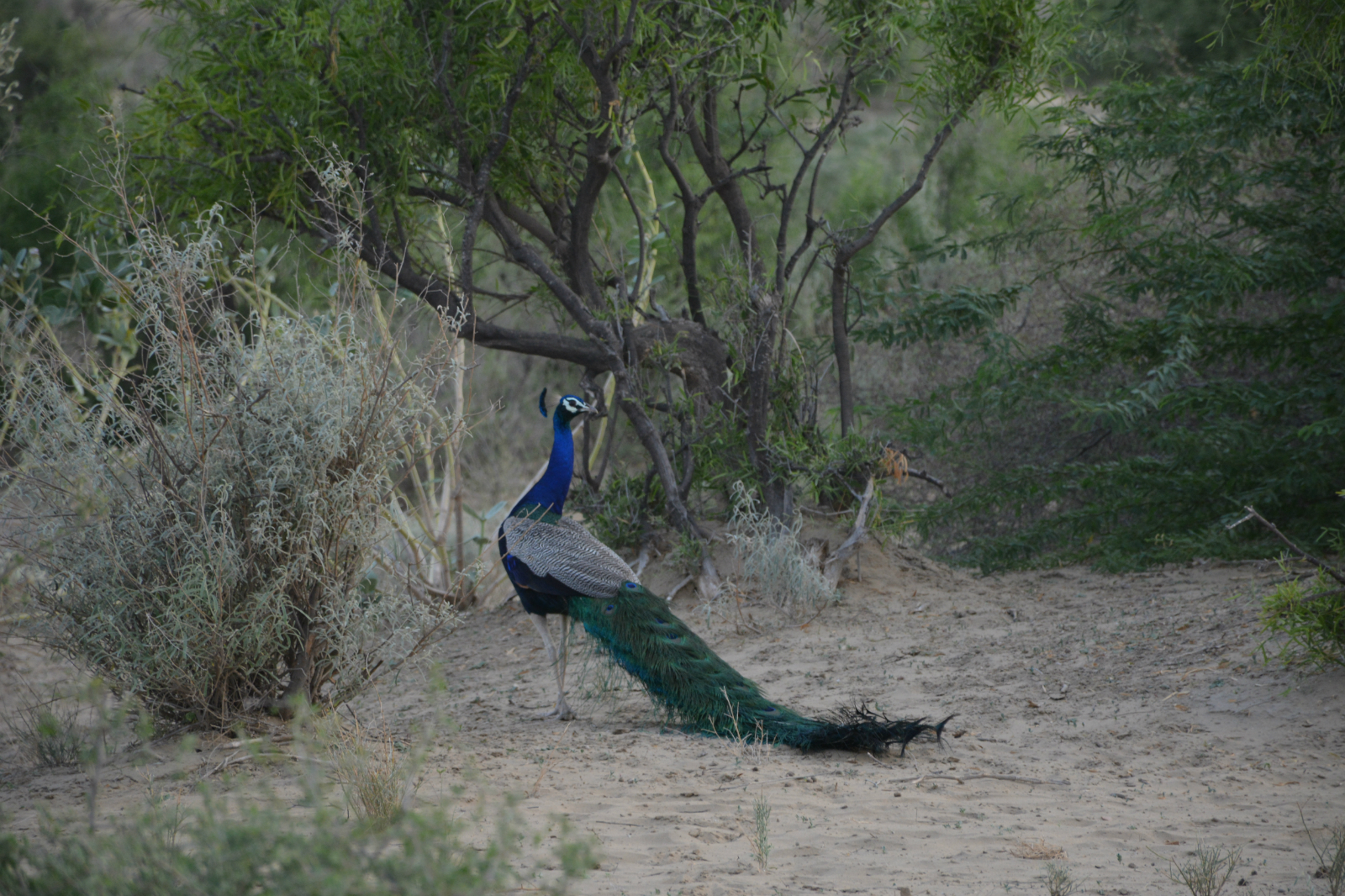 peacock in Thar desert