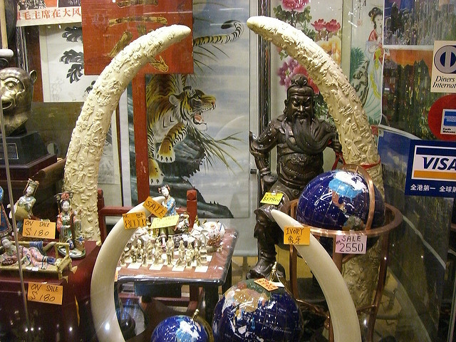 elephant trunks being sold in a shop