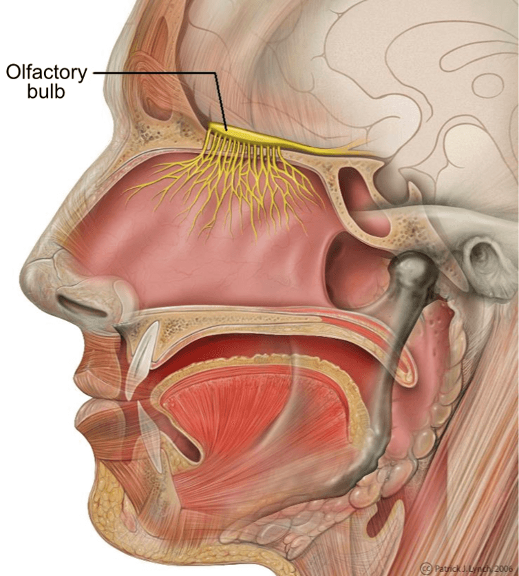 diagram of olfactory bulb