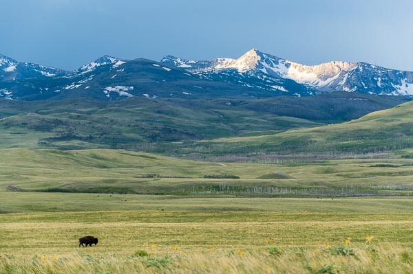 Buffalo on the Badger-Two Medicine reservation in front on the mountain area where the controversial drilling lease was planned. (Image by Tony Bynum)