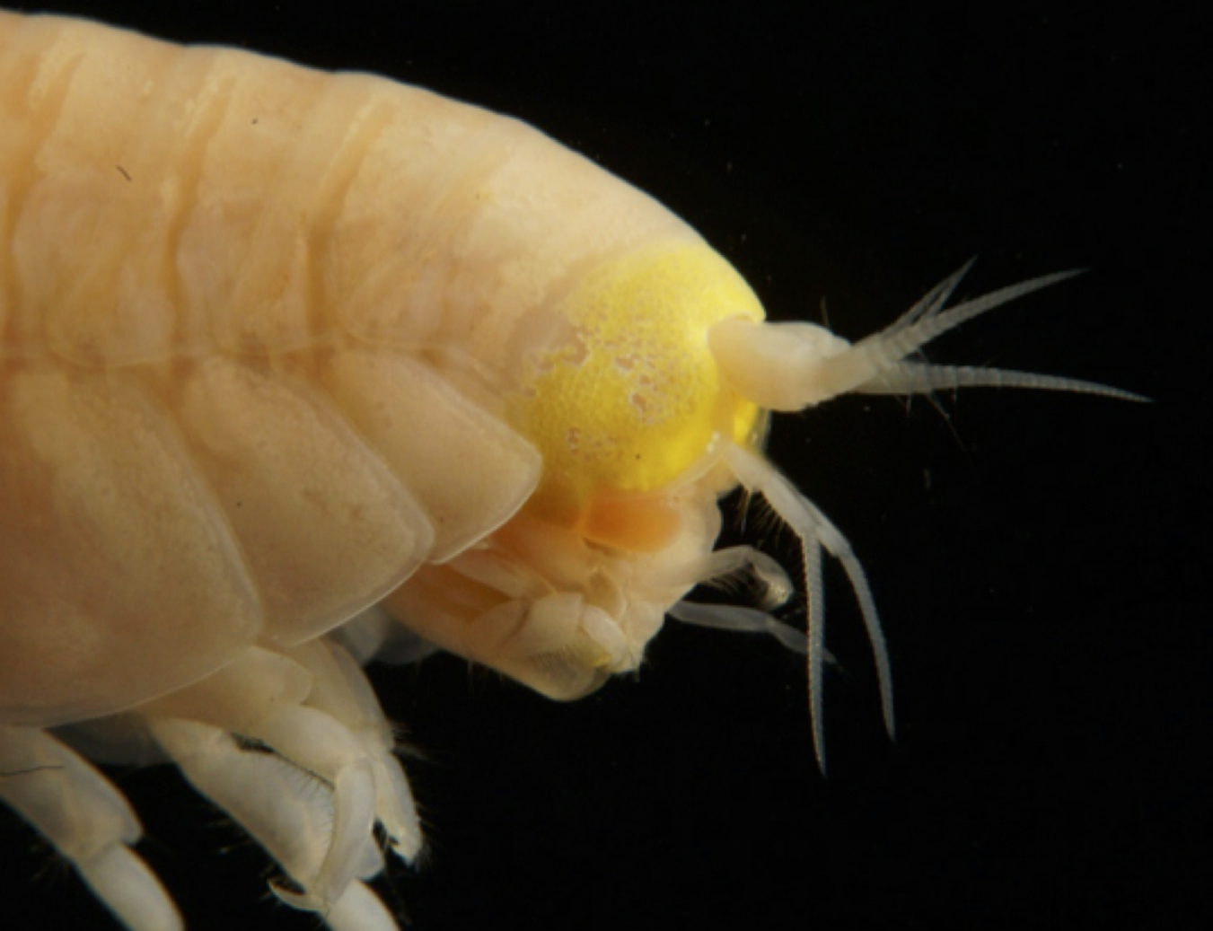 amphipod Hirondellea gigas