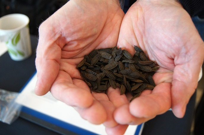 black soldier flies cupped in a pair of hands