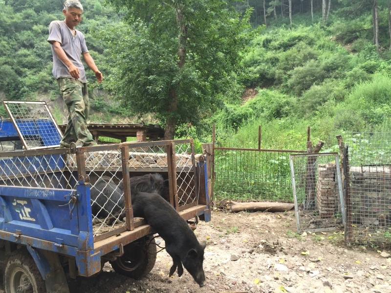 pig jumping off the back of a truck on the remote hillside of Miyun county