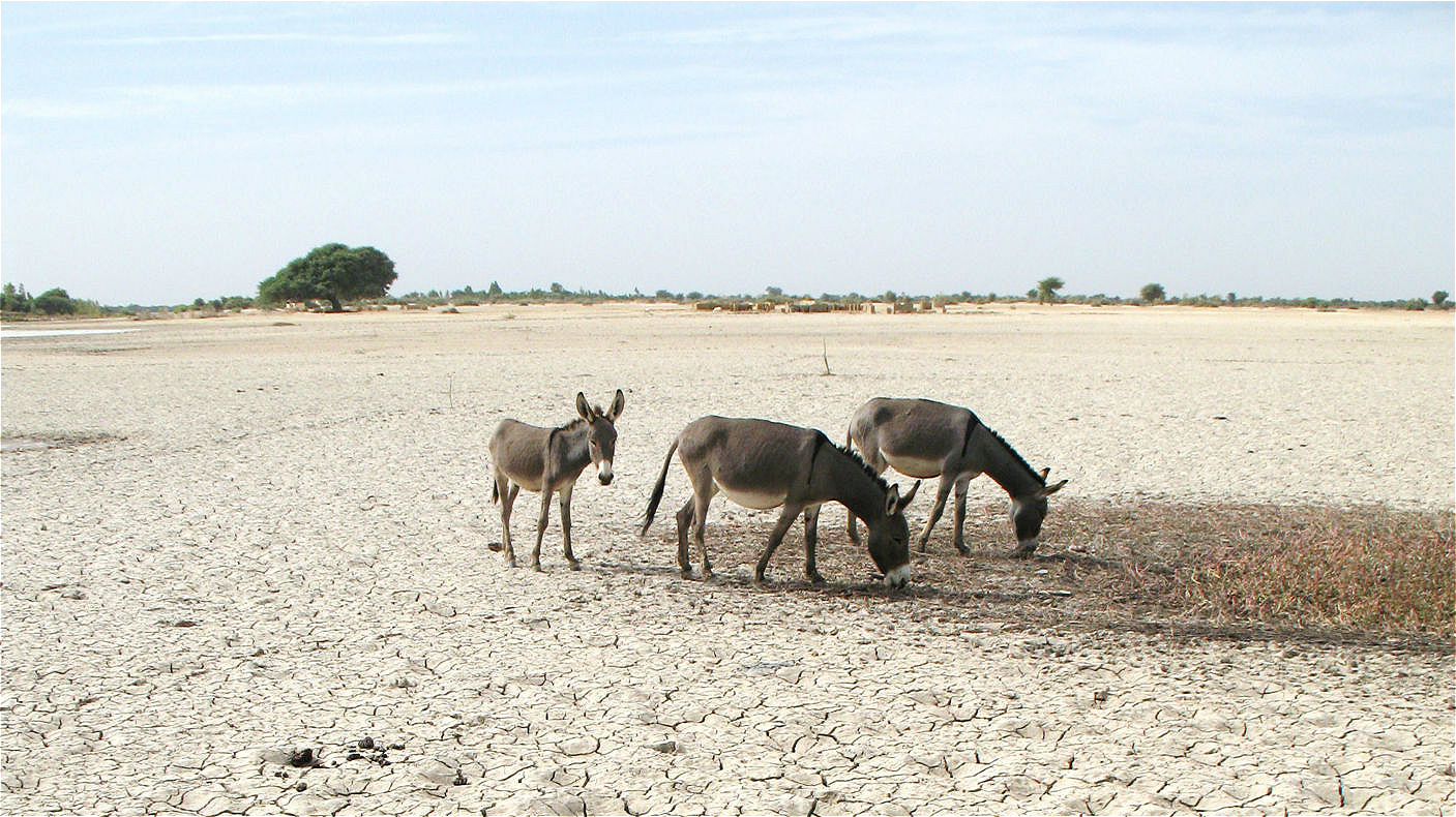 Donkeys on a dried-out section of the Inner Niger Delta in Mali.