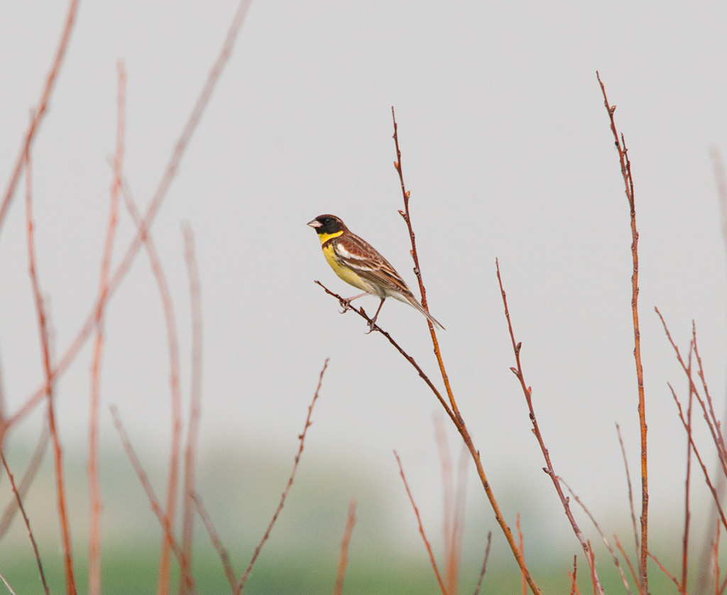 Yellow-crested bunting