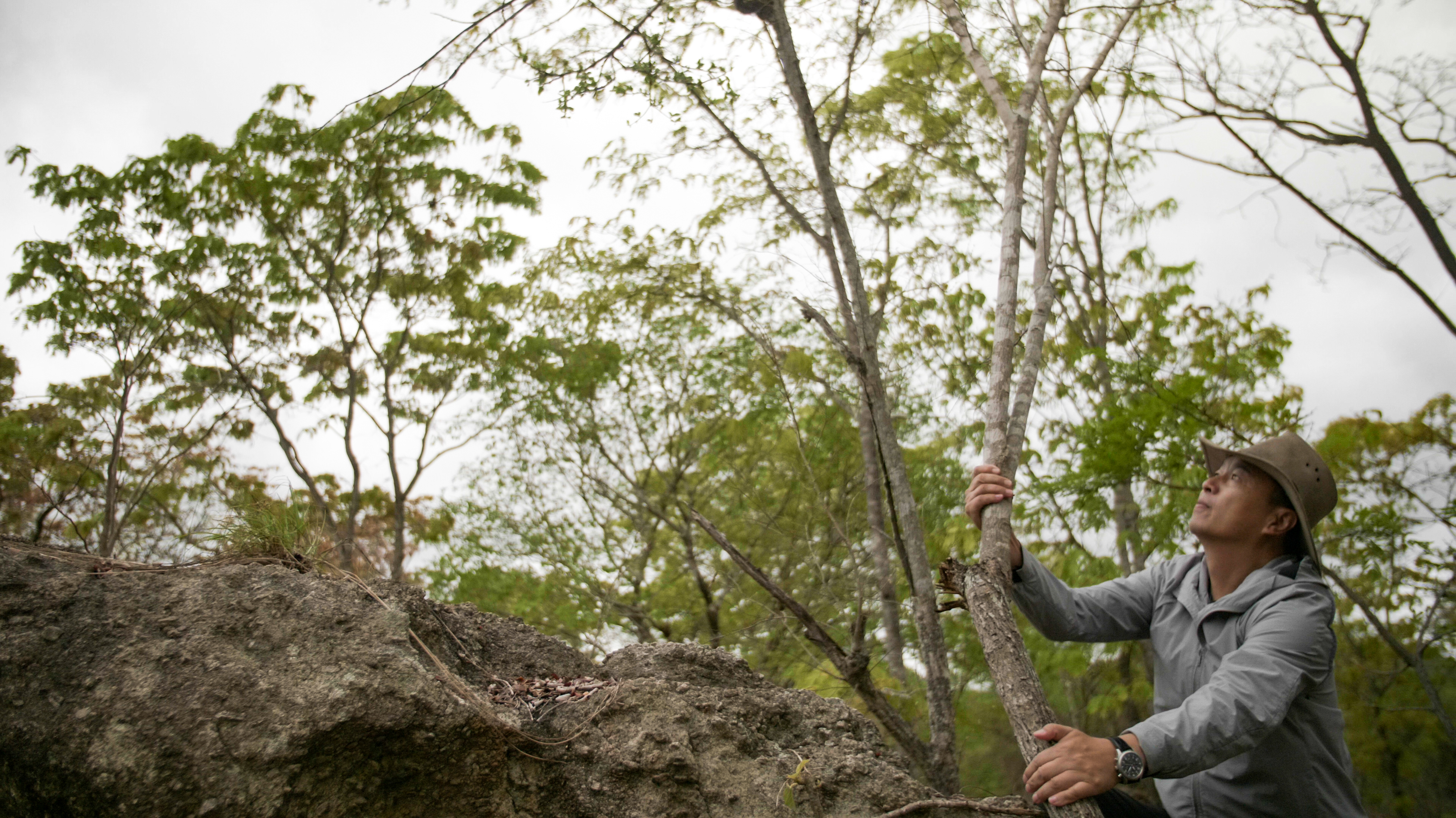 Businessman Zheng Fei, CEO of the company Mr Forest Ltd, came to Mozambique 15 years ago. In his words he 'fell in love with the local trees' (Image: Tamarind Tree/IIED) 