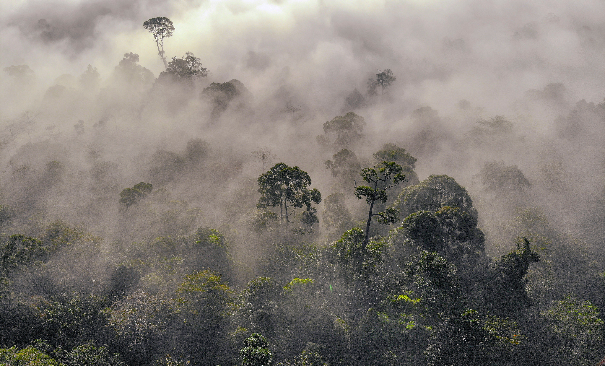 马来西亚沙巴州丹侬谷的森林晨雾。图片来源: Christopher Michel