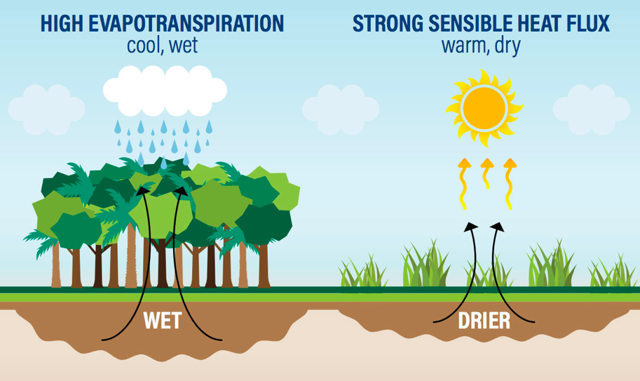 Trees pull water from the ground and release water vapor through their leaves, generating atmospheric rivers of moisture. 